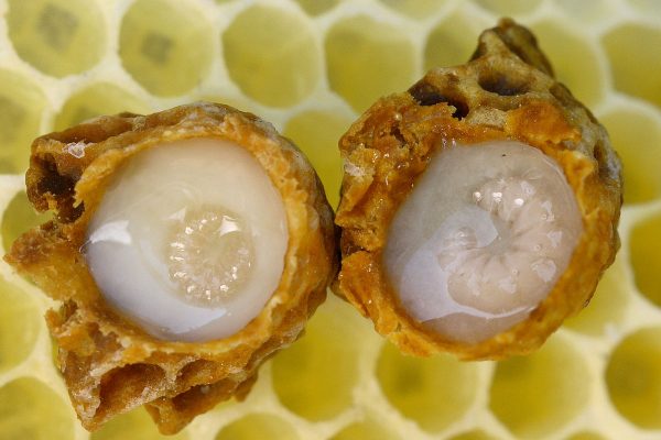 متي يبدأ مفعول العسل الملكي: 4 فوائد للعسل الملكي