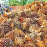 زيت النخيل في السوق العالمي: كيف تستفيد من مصانع ماليزيا وفرص التوريد من إندونيسيا؟